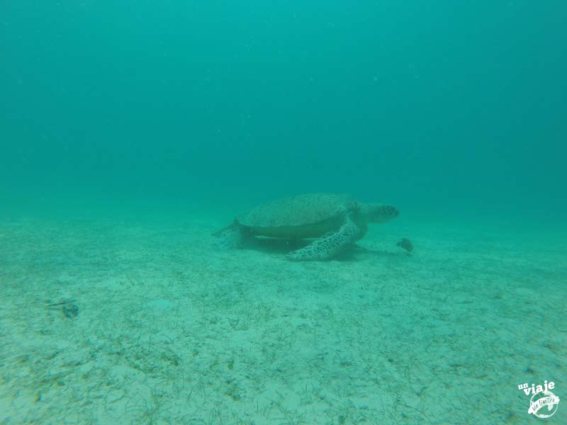 Enorme tortuga verde en libertad en Malasia.
