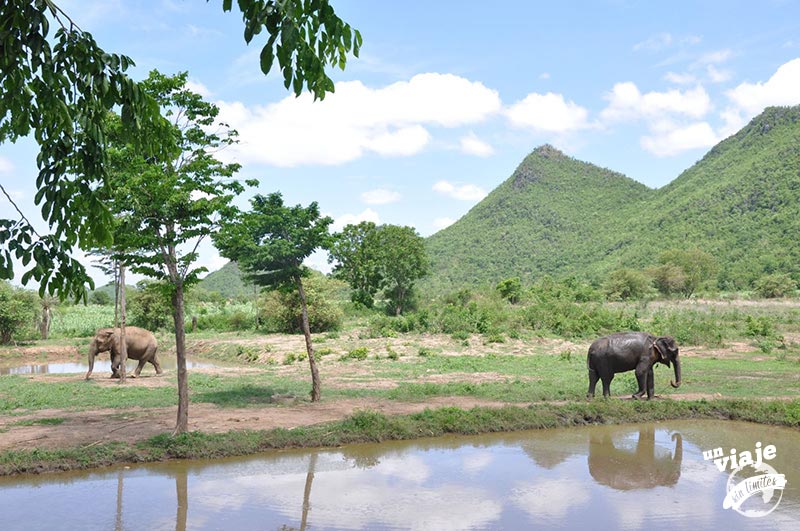 Elefantes viviendo libres en Tailandia