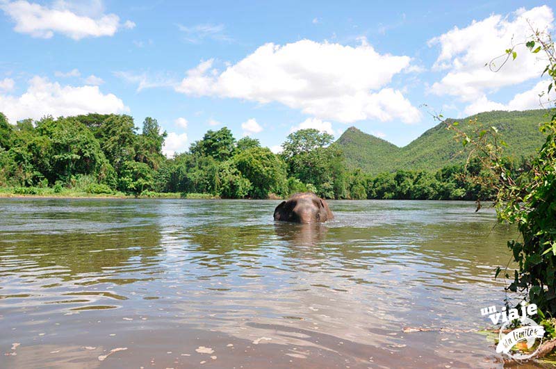 Elefante bañándose en el río, Tailandia.