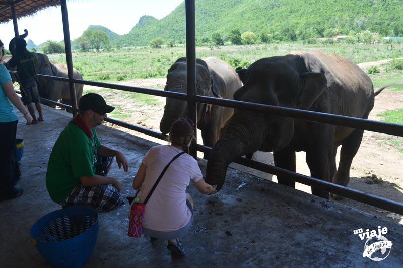 Alimentando elefantes en Tailandia