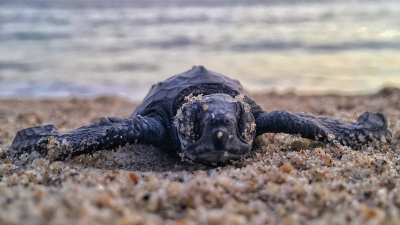 Tortugas saliendo del huevo, Mon Repos