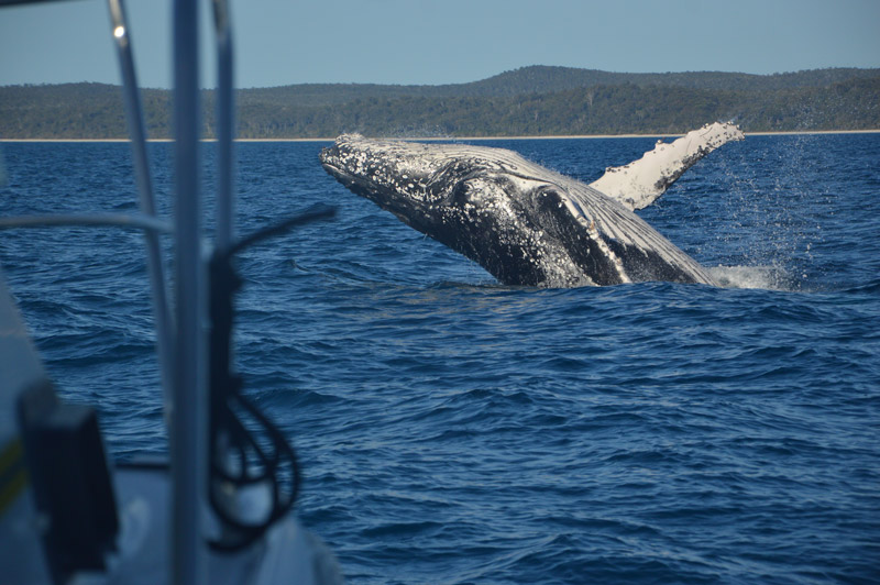 Nadando con ballenas en Australia