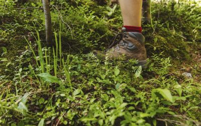 Trekking y excursiones en Taman Negara