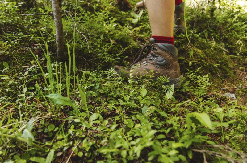 Trekking y excursiones en Taman Negara