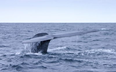 Ver ballenas en las Islas Azores: Cuándo, Cómo y Dónde.