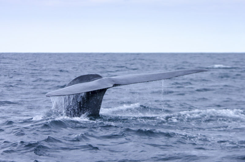 Ver ballenas en las Islas Azores: Cuándo, Cómo y Dónde.