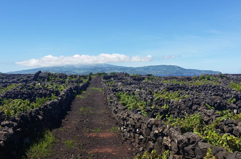 Viñedos en roca volcánica, isla terceira, azores.