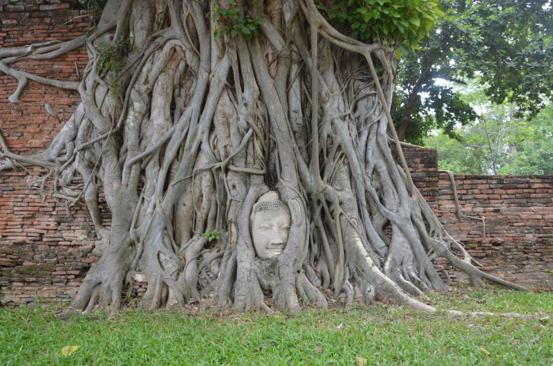 Cabeza de buda en el arbol, ayutthaya, tailandia.