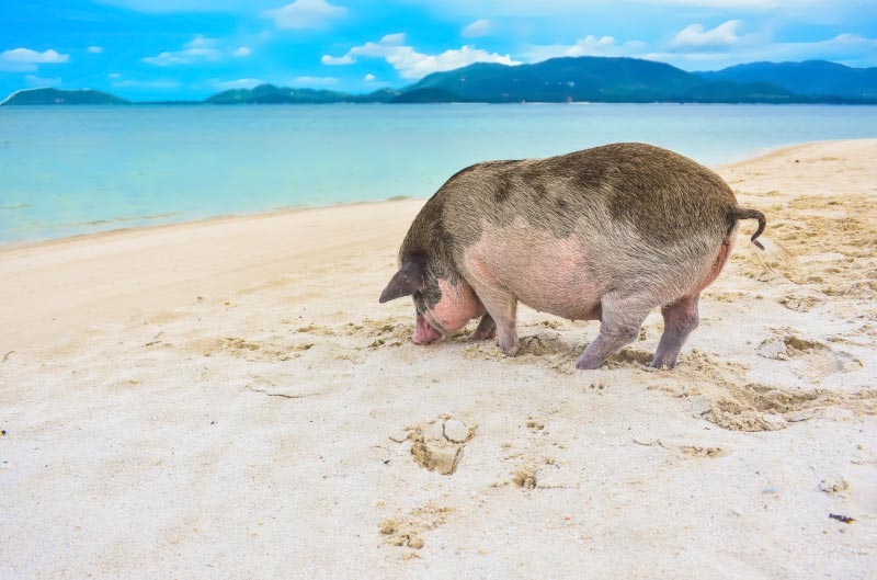 Isla de los cerdos, excursion en koh samui.