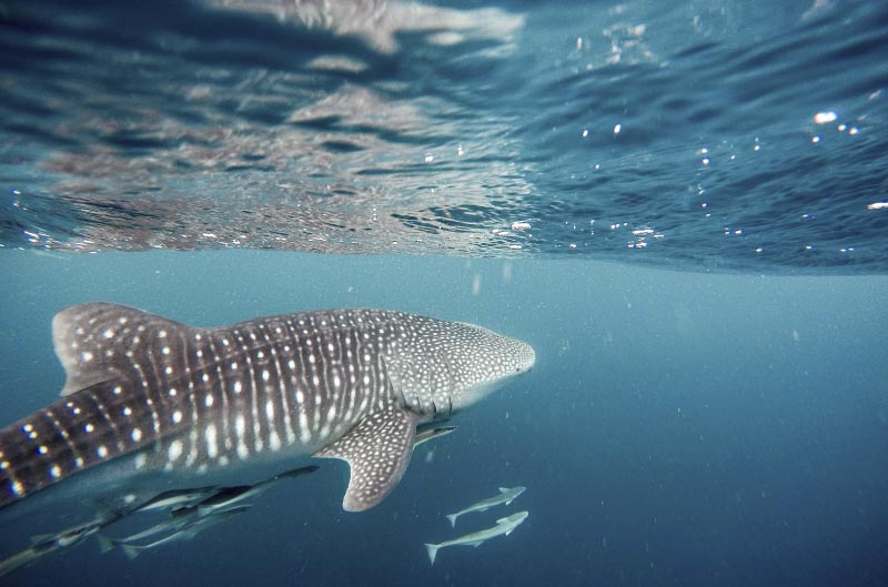 Tiburon ballena en Sail Rock, bucear en Koh Phangan.