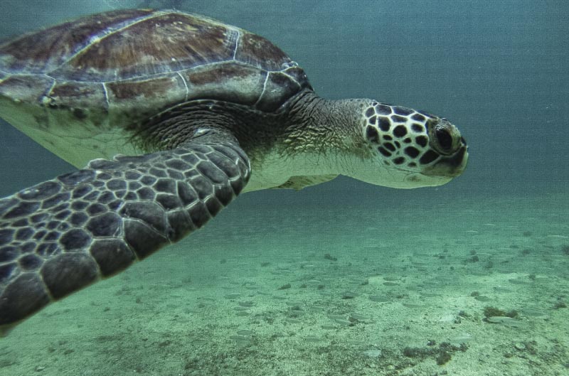 Snorkel con tortugas y tiburones en Koh Tao, Tailandia.