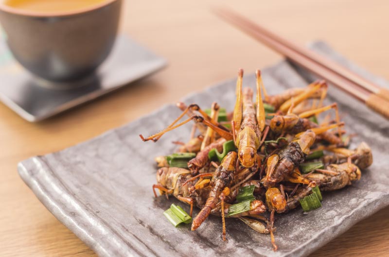 Saltamontes, insectos típicos de la comida de Tailandia.